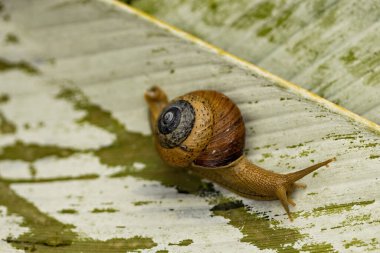 Yaprağın üzerinde büyük bir salyangoz, yakın plan..