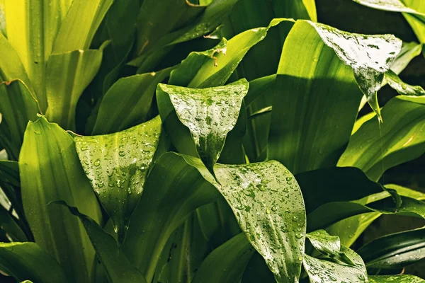 Feuilles Humides Après Pluie Dans Jardin Bali — Photo