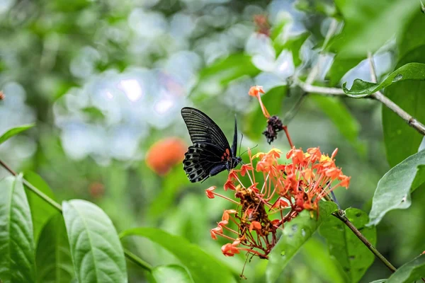 Papillon Sur Plante Verte Dans Jardin Jardin Tropical Bali Indonésie — Photo