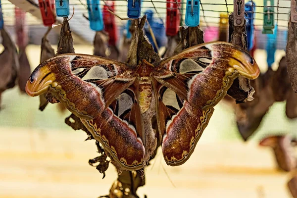 Papillon Attacus Atlas Bali Indonésie — Photo
