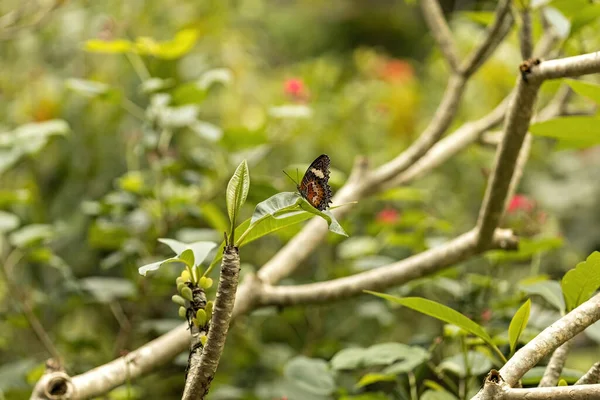 Papillon Sur Plante Verte Dans Jardin Jardin Tropical Bali Indonésie — Photo