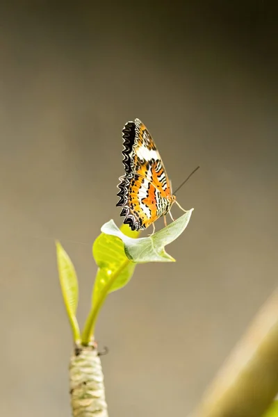 Papillon Sur Plante Verte Dans Jardin Jardin Tropical Bali Indonésie — Photo