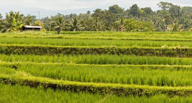 Pirinç tarlası Endonezya, Bali 'de yakın