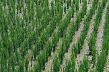 Pirinç tarlası Endonezya, Bali 'de yakın