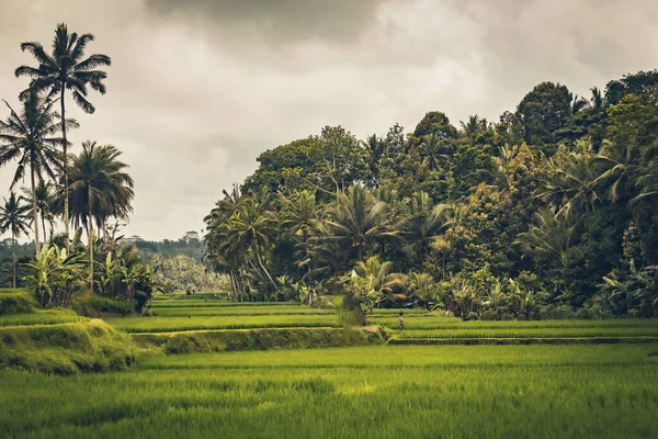 Risfält Nära Håll Bali Indonesien — Stockfoto