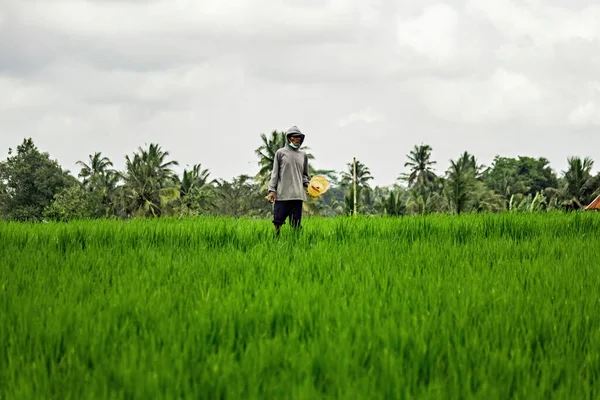 Campo Arroz Cerca Bali Indonesia —  Fotos de Stock