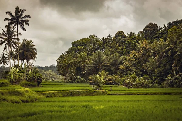 Rýžové Pole Zblízka Bali Indonésie — Stock fotografie