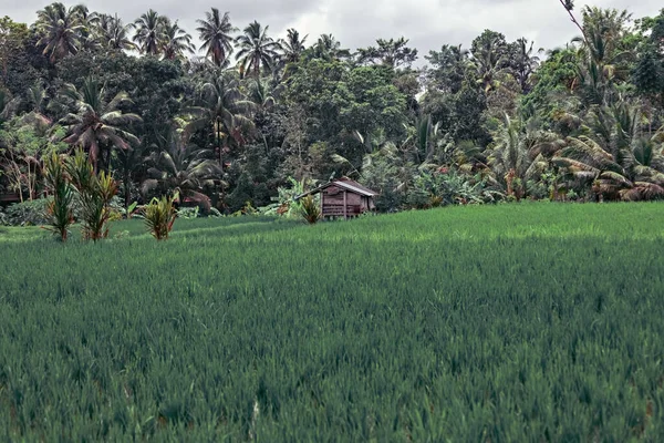 Rice Field Close Bali Indonesia — стоковое фото