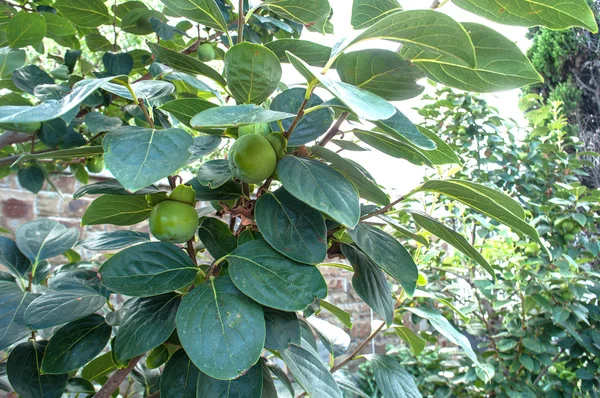 Persimmon árvore — Fotografia de Stock