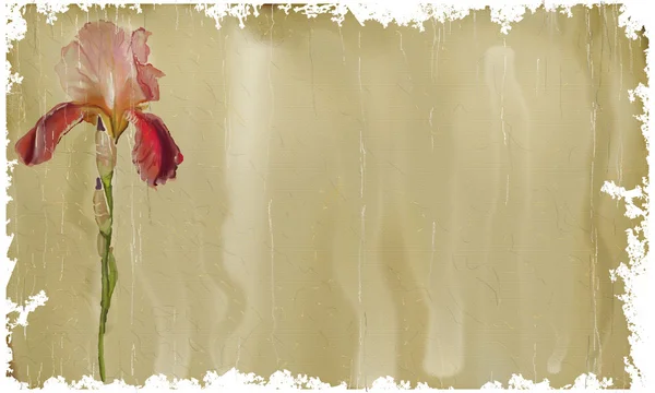 鸢尾花 — 图库照片