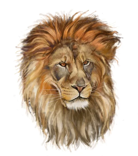 Lion Royalty Free Stock Photos