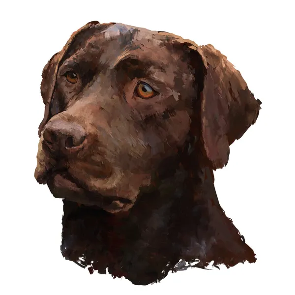 Labrador