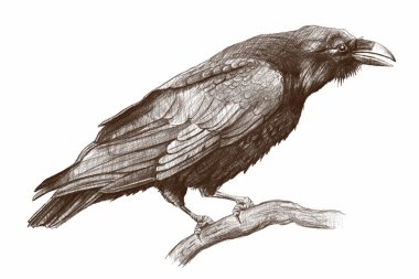 Çizim raven