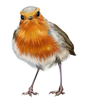 Noel robin kartı