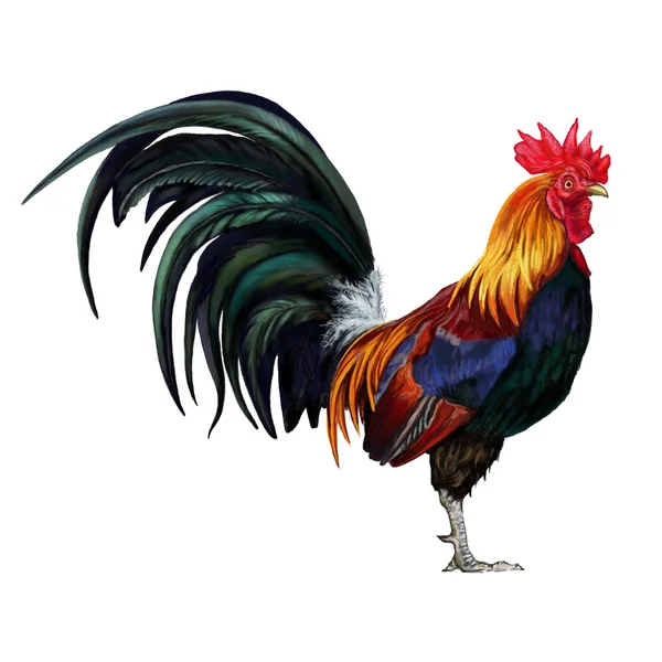 Rooster cock — Stock Photo, Image