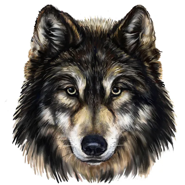 Głowa wilka — Zdjęcie stockowe