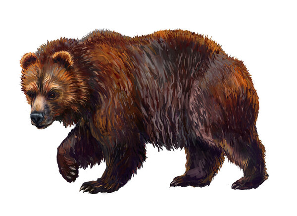 Brown bear