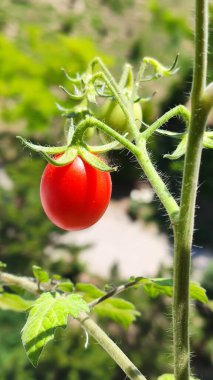 Dala asılı küçük kırmızı domates meyvesi