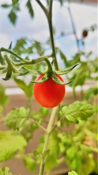 Petit Fruit Tomate Rouge Accroché Une Branche — Photo