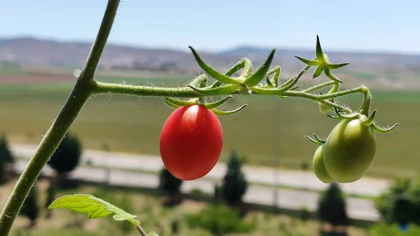 Petit Fruit Tomate Rouge Accroché Une Branche — Photo
