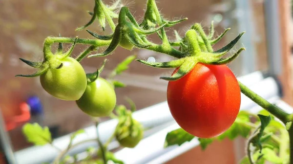 Kleine Rode Tomaat Vrucht Opknoping Een Tak — Stockfoto