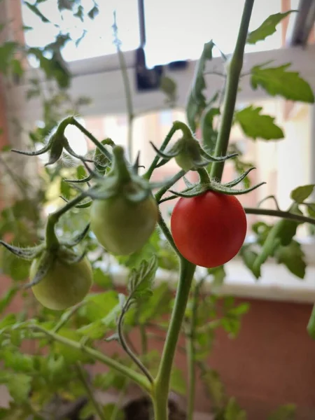 Tomate Petites Tomates Sur Une Branche Dans Jardin Tomates Mûres — Photo