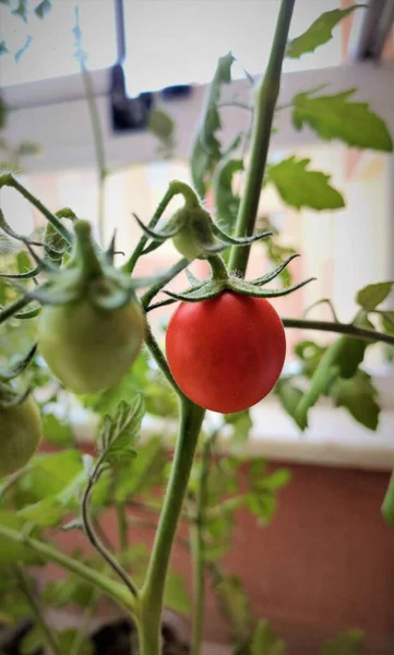 Tomate Petites Tomates Sur Une Branche Dans Jardin Tomates Mûres — Photo