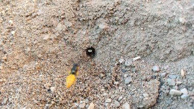 Yer arıları baharın başlarında aktif hale gelir. Bu arılar yere yuva kazarlar, genellikle de çimlerin ya da bahçenin çıplak bölgelerinde..