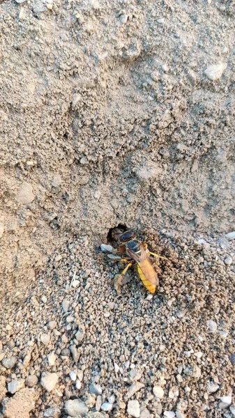 Ground Bees Become Active Early Spring Bees Dig Nests Ground — Stockfoto