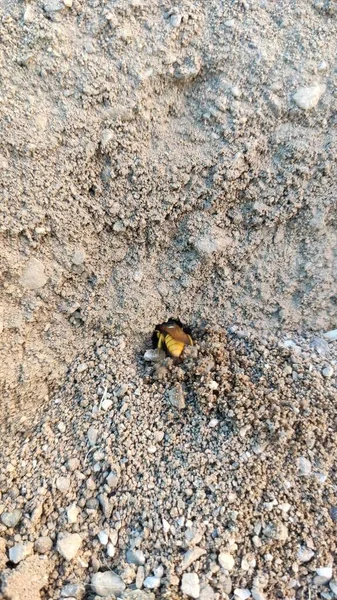 Грунтові Бджоли Починають Активні Початку Весни Бджоли Копають Гнізда Землі — стокове фото