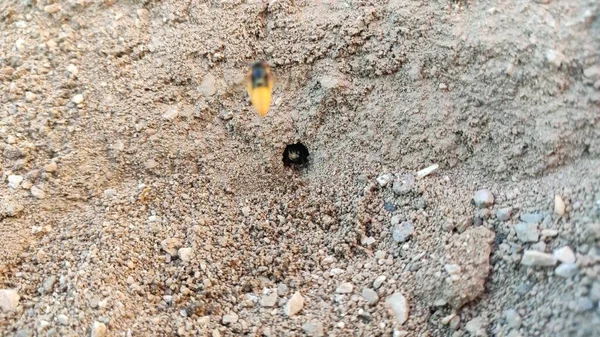 Ground Bees Become Active Early Spring Bees Dig Nests Ground — ストック写真