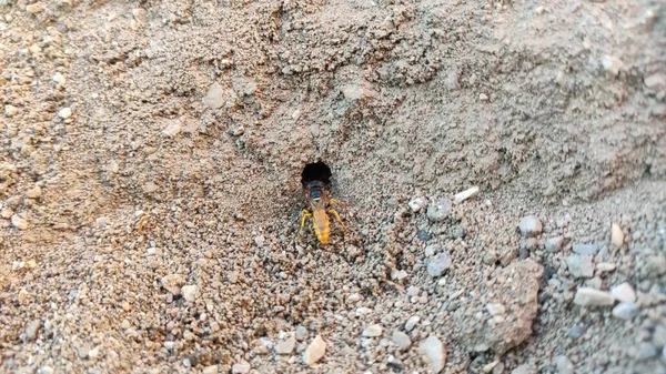 Ground Bees Become Active Early Spring Bees Dig Nests Ground — Stock Fotó