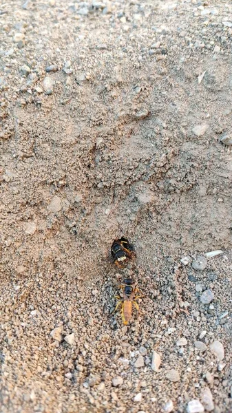 Ground Bees Become Active Early Spring Bees Dig Nests Ground — Stok fotoğraf