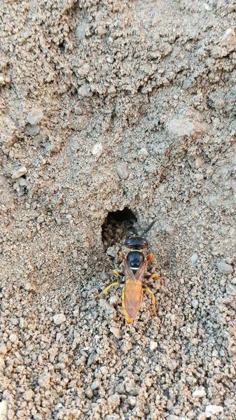 Ground Bees Become Active Early Spring Bees Dig Nests Ground — Photo