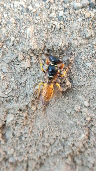 Ground Bees Become Active Early Spring Bees Dig Nests Ground — Stok fotoğraf