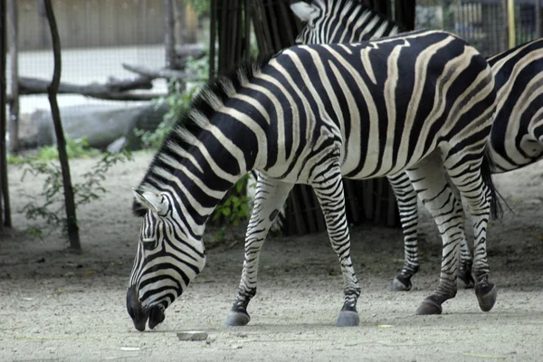 Zebra. — Fotografia de Stock