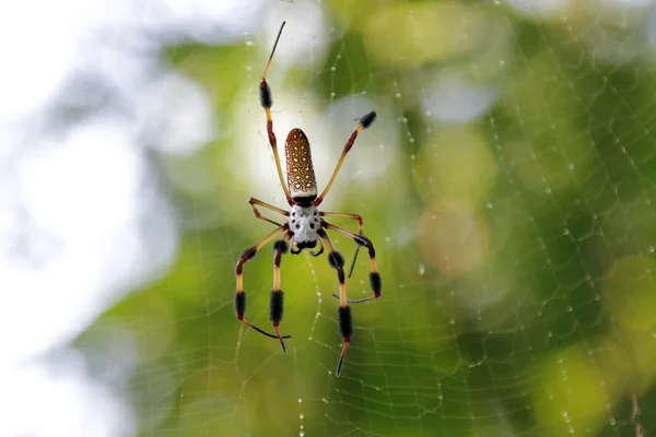 Una araña dorada orbe-web —  Fotos de Stock