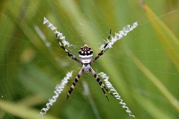 Μια αράχνη τίγρη — Φωτογραφία Αρχείου
