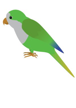 quaker parrot clipart