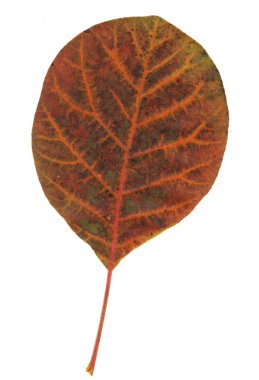 sonbahar yaprak