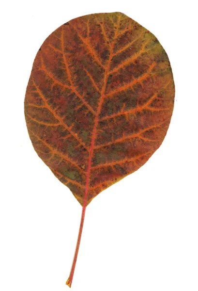 Hoja de otoño — Foto de Stock