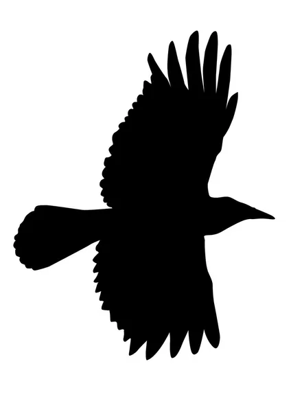 Fliegende Krähe — Stockvektor