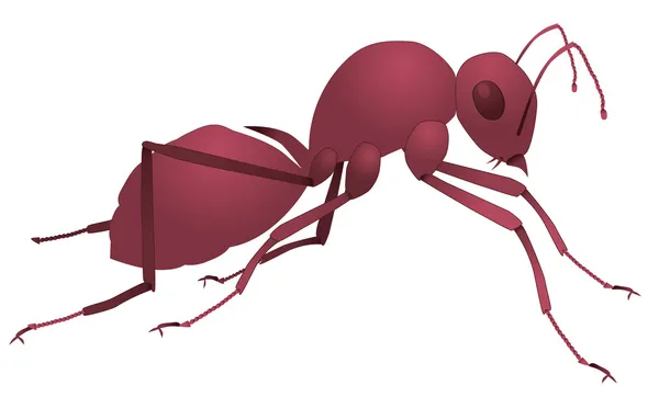 Red ant — Stock Vector