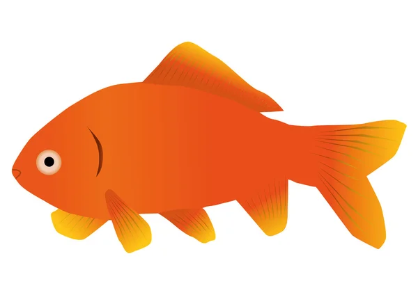 Goldfisch — Stockvektor