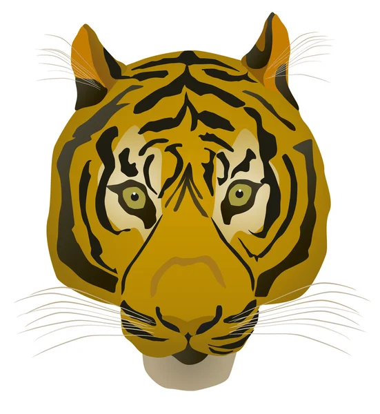 Tigre — Vector de stock