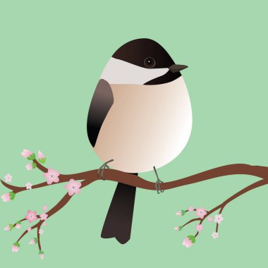 Yumurta şeklinde çok tatlı bir Chickadee kuşu. Mavi arka plan. Kuş pembe çiçekli bir dala oturur..