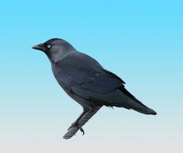 Udskåret Billede Vestlig Jackdaw Fuglen Sidder Reb Baggrunden Blå Hvid - Stock-foto