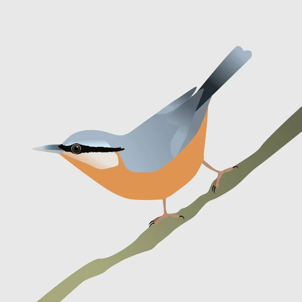 Векторная Иллюстрация Нутэча Птица Сидит Диагональной Ветке Хвостом Воздухе — стоковый вектор