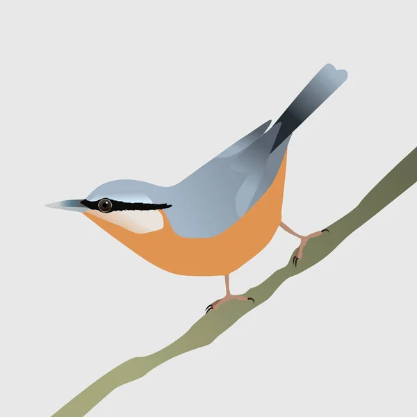 Vector Illustration Nuthatch Bird Sitting Diagonal Branch His Tail Air — Stock Vector