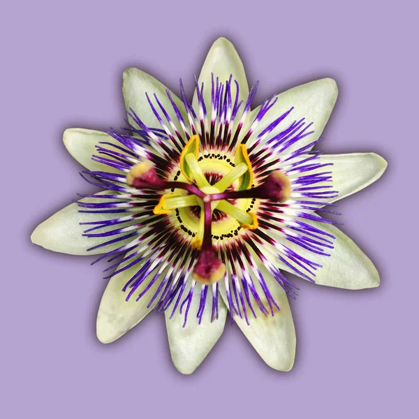 Single Blue Crown Passionflower Bloom Flower Cut Out Light Purple — Stock Photo, Image